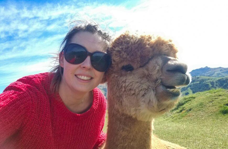 me and an alpaca taking a selfie in Akaroa