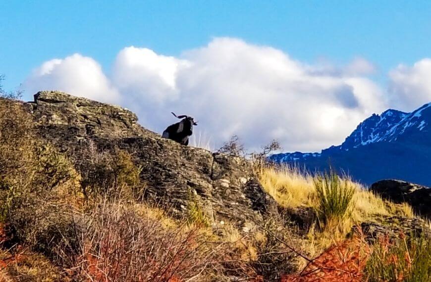 goat on a rock on the Queenstown Hill walk