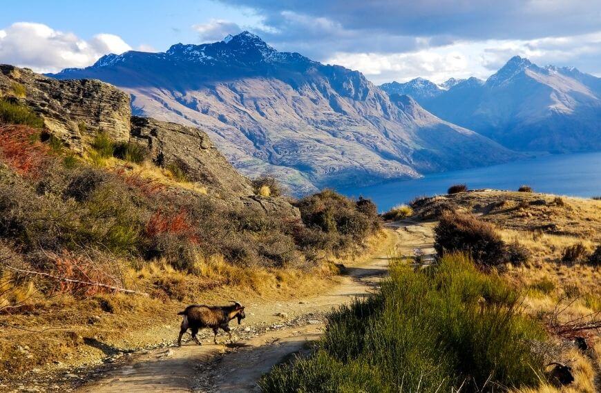 goats and a great view of Lake Wakatipu from the Queenstown hill walk