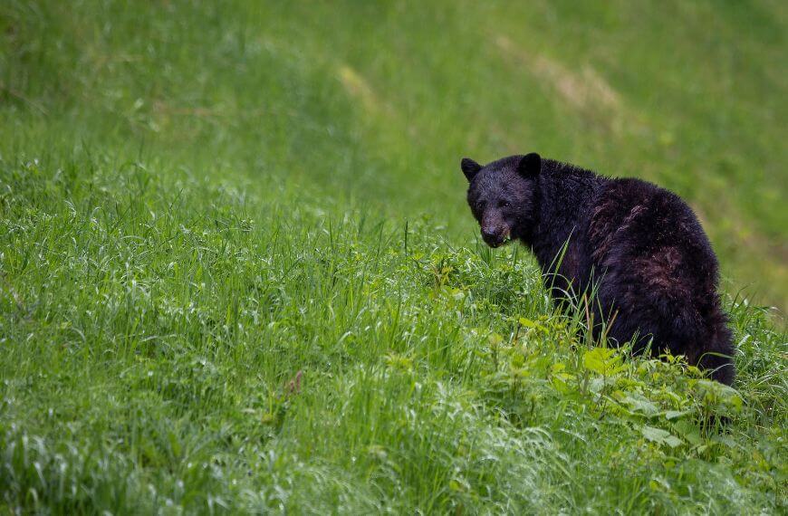 Bear on a hill in British Columbia