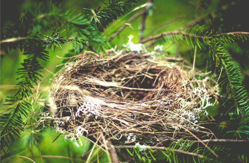 an empty birds nest - becoming an empty nester is another reason for taking a grown-up gap year