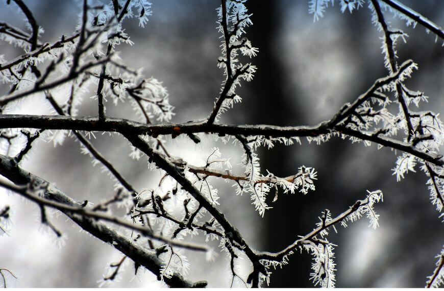 Frosted trees and branches
