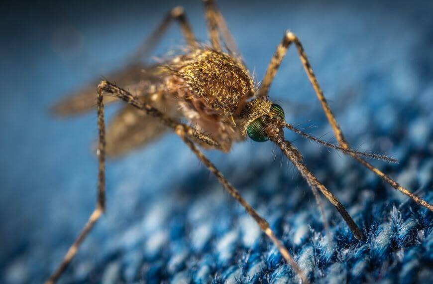 Close up image of a mosquito. Mosquitos are more dangers of hiking