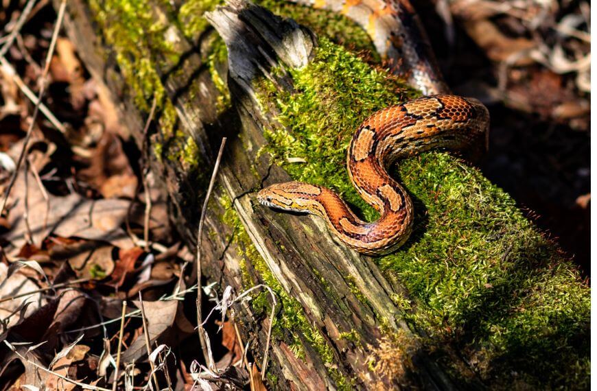 A snake climbing over a tree trunk. Snakes are another one of the dangers of hiking