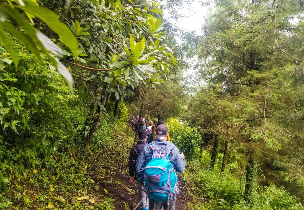 part of my tour group hiking in a line through the forest in Acatenango
