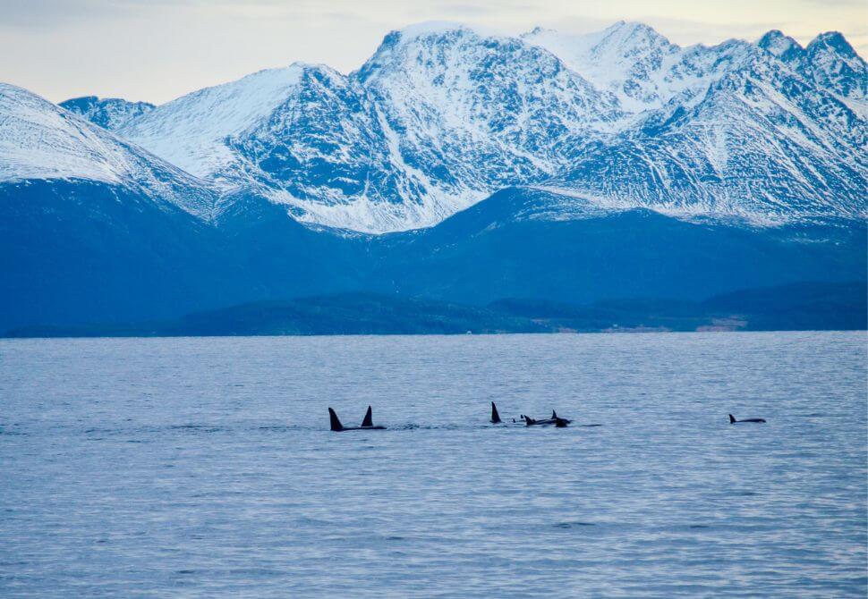 A group of orcas swimming past snow capped mountains spotted during a whale watching tour in Norway