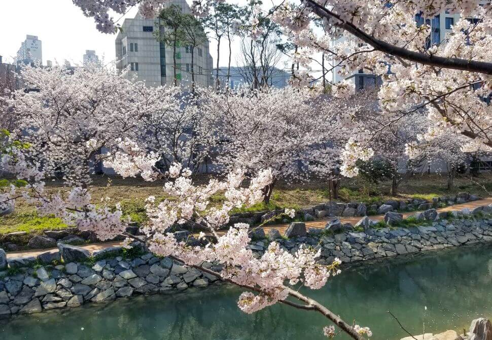 pink and white flowers by the river in yeongdo island