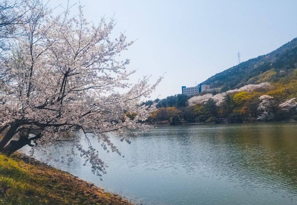 cherry blossom trees near a lake in an eco-park