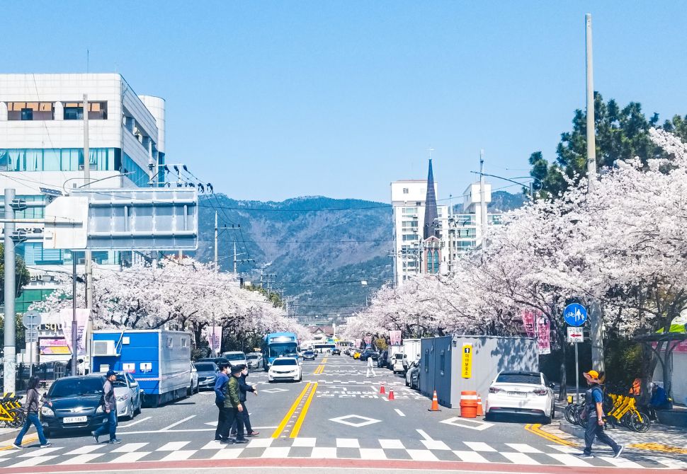 pink trees line both sides of a busy street with traffic