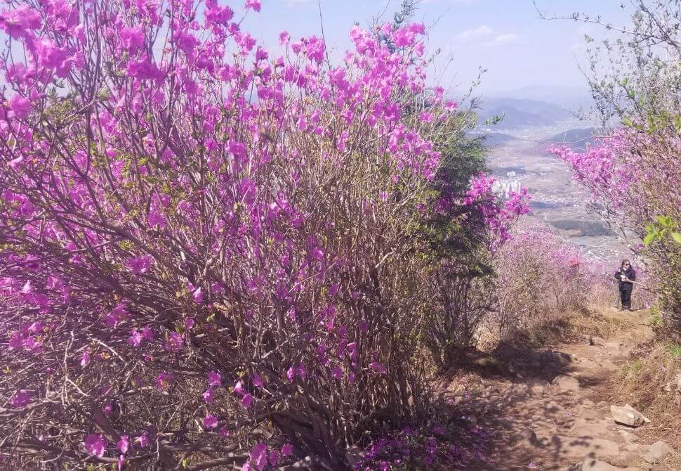 A path along the tall azalea shrub forest on Cheonjusan Mountain