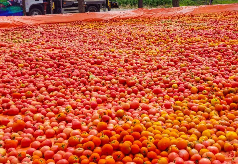 Pile of tomatoes in the Hwacheon Tomato Festival