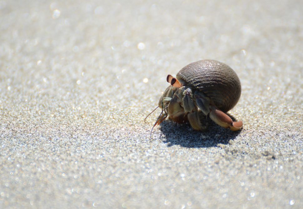 A hermit crab
