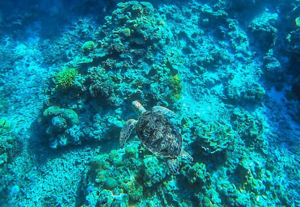 A large sea turtle in the reef on Aka Island