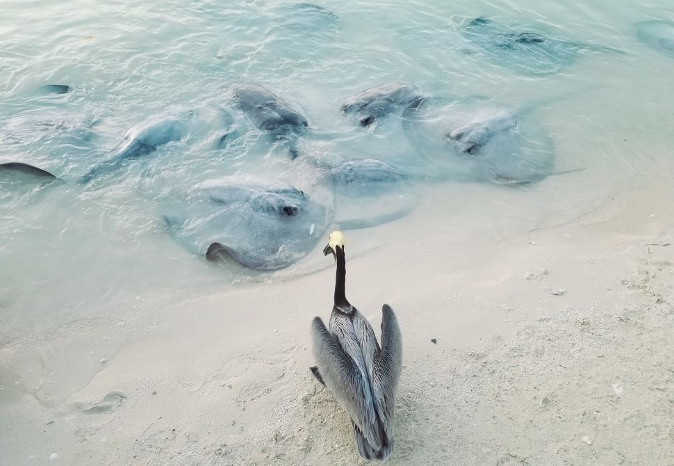 Stingrays and a large bird on Caye Caulker island during feeding time