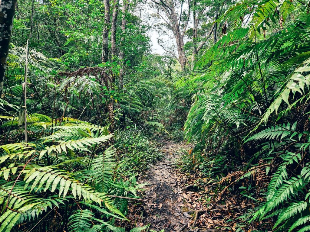 Tropical jungle foliage in Okinawa