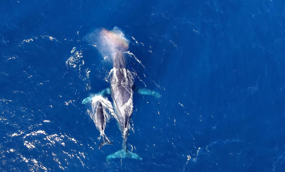 Humpback whales in Okinawa