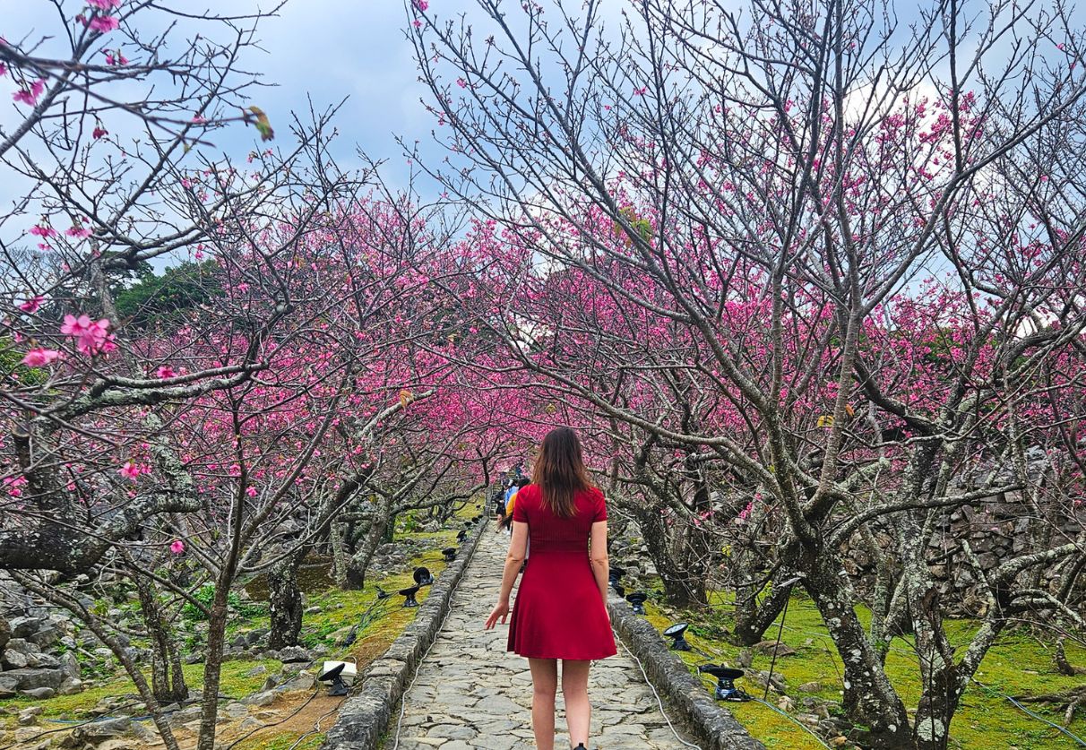 Cherry blossom Festival at Nakijin Castle: The best site in Okinawa?